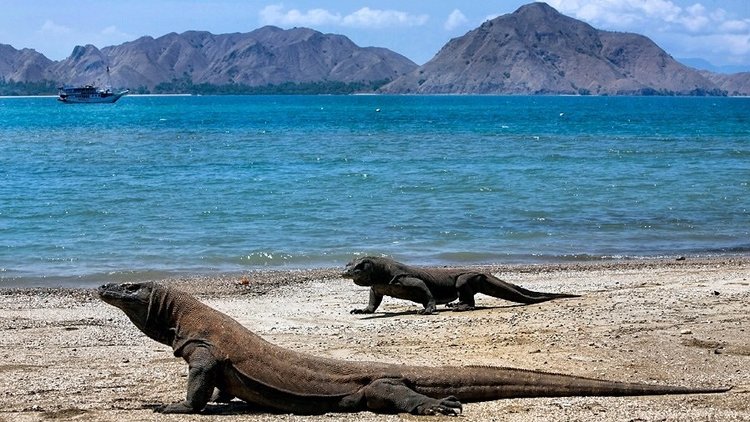 Komodo dragon on the beach