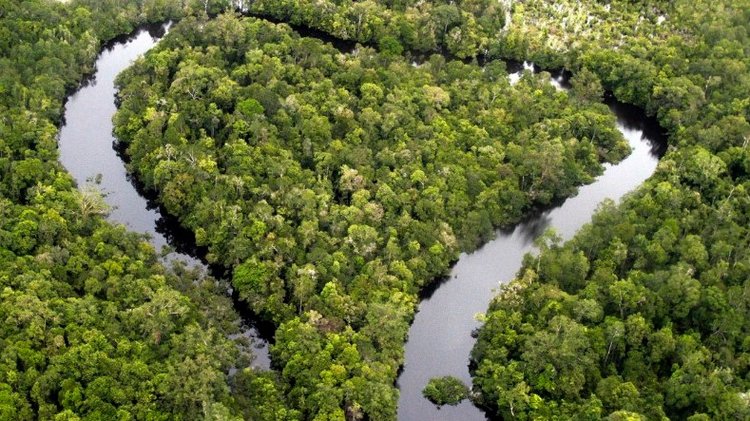 A river in the middle of a jungle