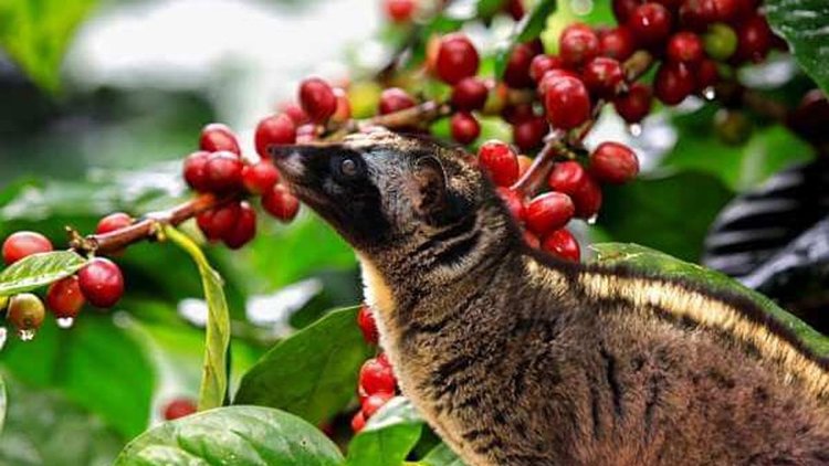 The famous luwak eating berries from the tree