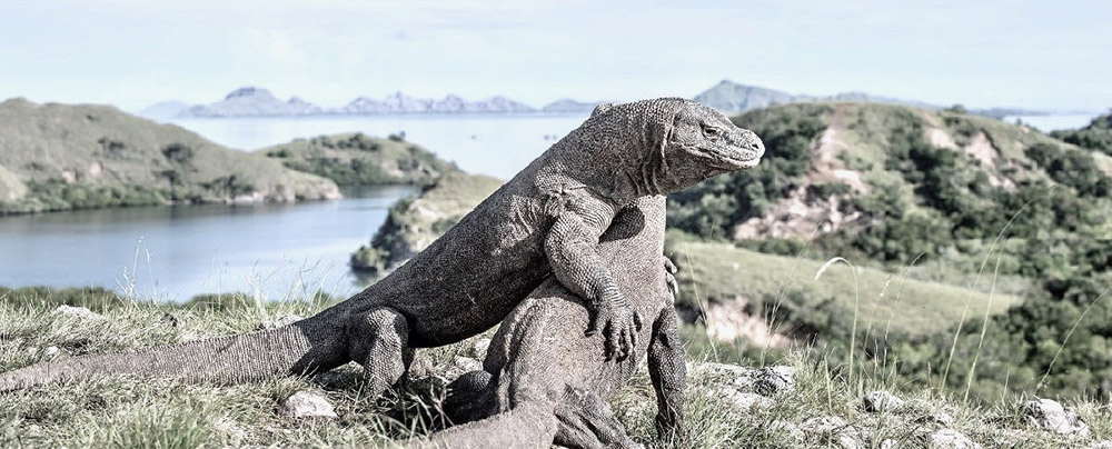 Two Komodo dragon brawling