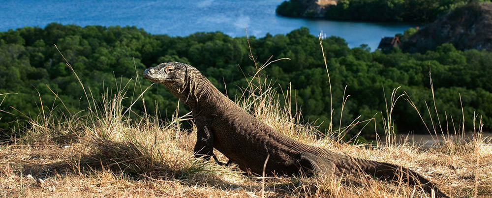 Komodo dragon on the island