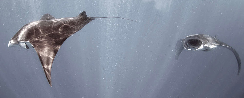 Manta rays in the sea depth
