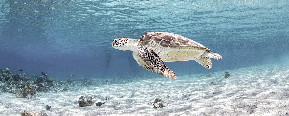 A turtle swimming in the open sea