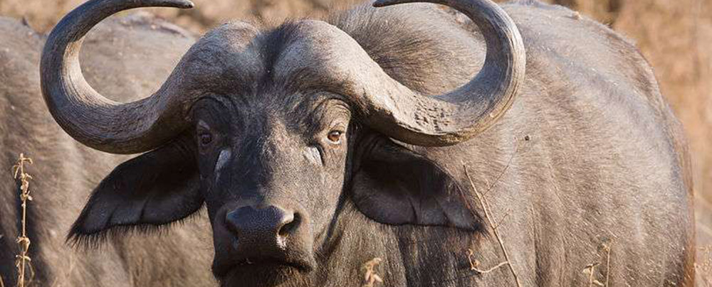 A fierce looking buffalo bull