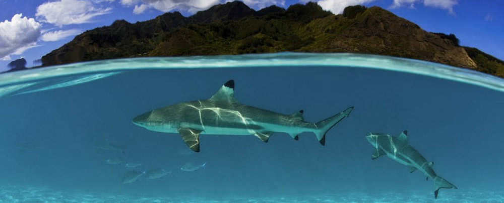 The reef sharks near the coral reefs