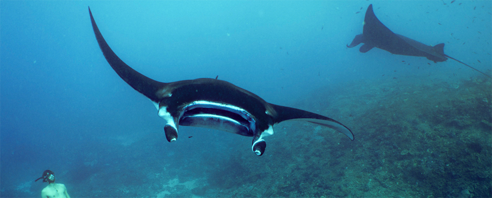 Manta rays in the deep of the sea