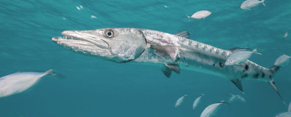 A large barracuda fish approaching