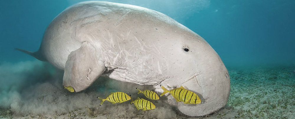 The cute dugong in the underwater 