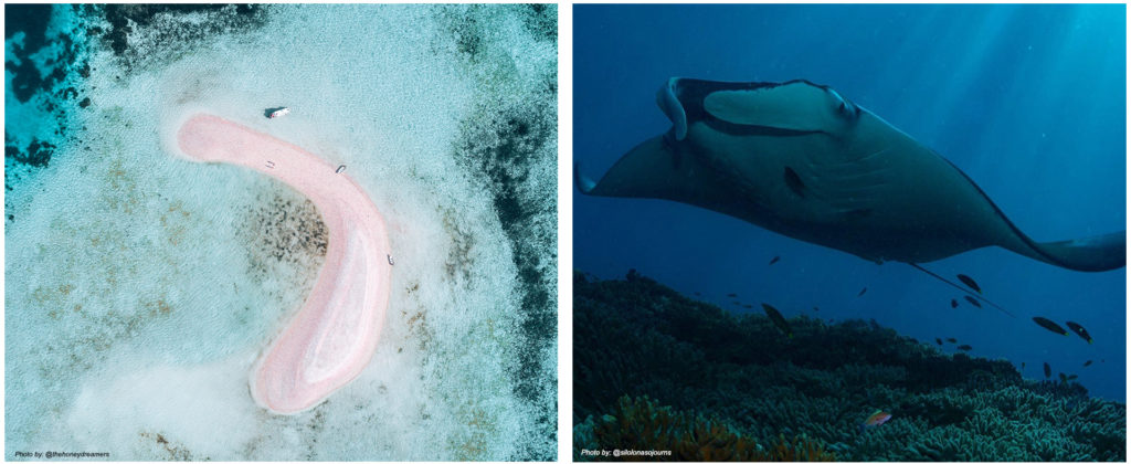 Komodo diving manta rays