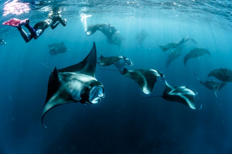 manta point komodo snorkeling