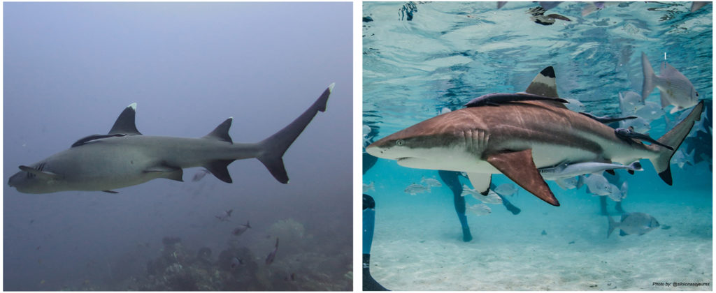 Diving sharks in Komodo Indonesia