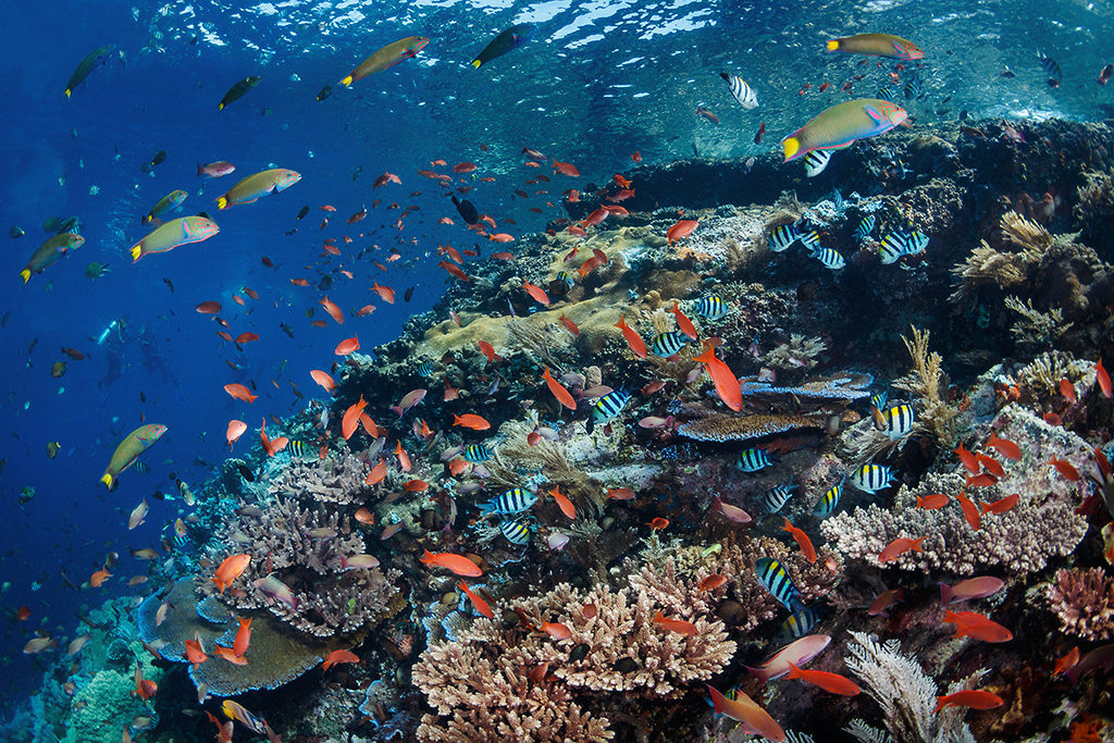 komodo liveaboard snorkeling