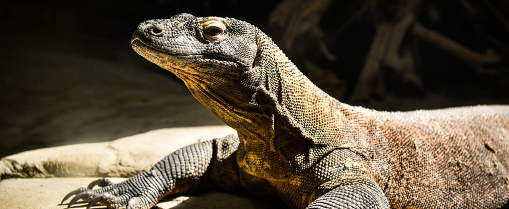 Nature in Komodo Island is Getting Stronger than Ever